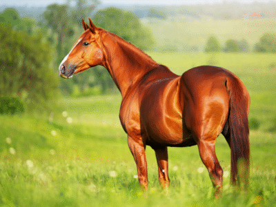 65ce117cffcc93f6c7de24b259635c5b